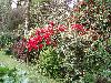 Castanea sativa 'Albomarginata', Rhododendron 'Elizabeth'