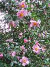 Camellia x williamsii 'Moira Reid' at Moyclare Garden