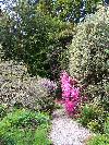 Cornish Garden at Moyclare, Cornwall